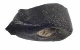 Partial Theropod Toe Bone - Aguja Formation, Texas #43004-1